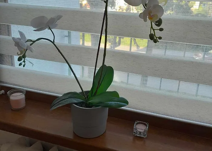 Ciotka Klotka Apartment